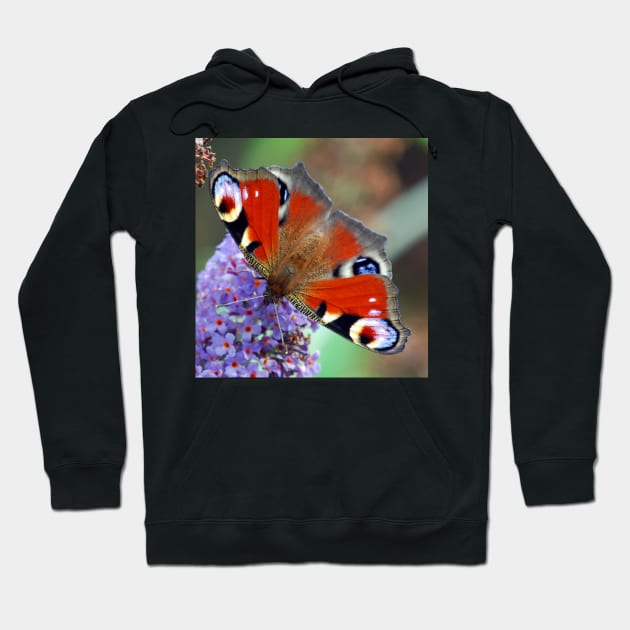 Peacock Butterfly Hoodie by Nigdaw